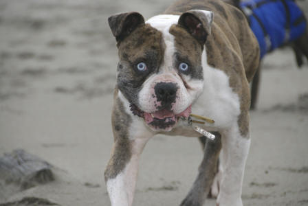 alapahabluebloodbulldog.jpg