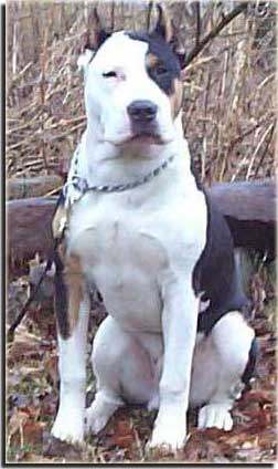 americanbandogge.jpg
