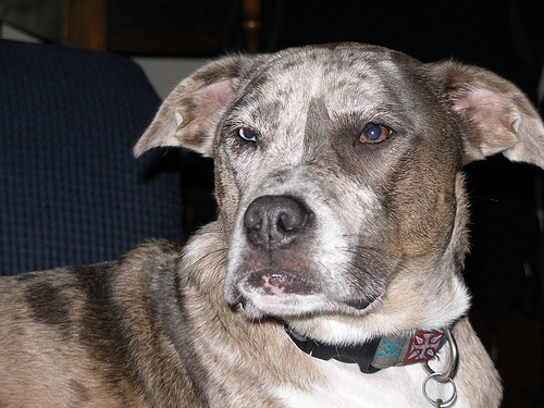 catahoulaleoparddog.jpg