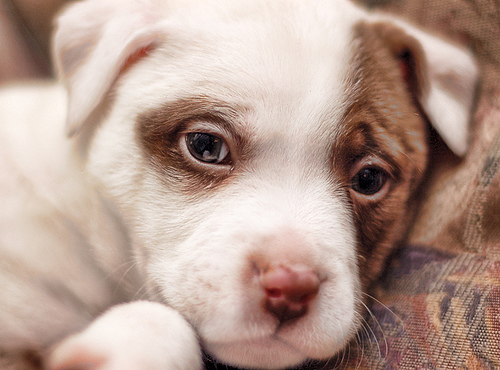 jackrussel.jpg