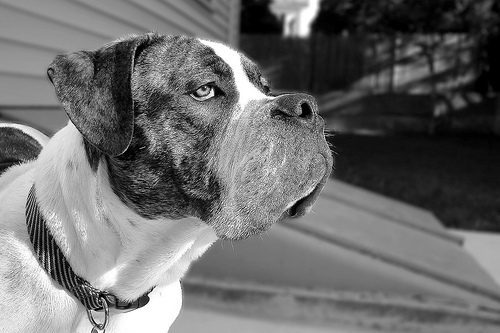 oldeenglishbulldog.jpg
