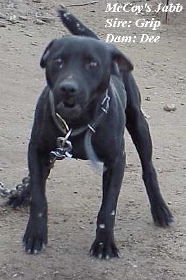 patterdalerrier.jpg